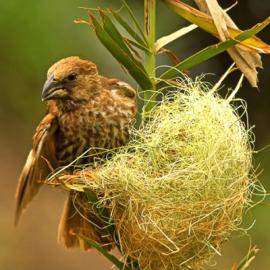 Look Deep Into Nature